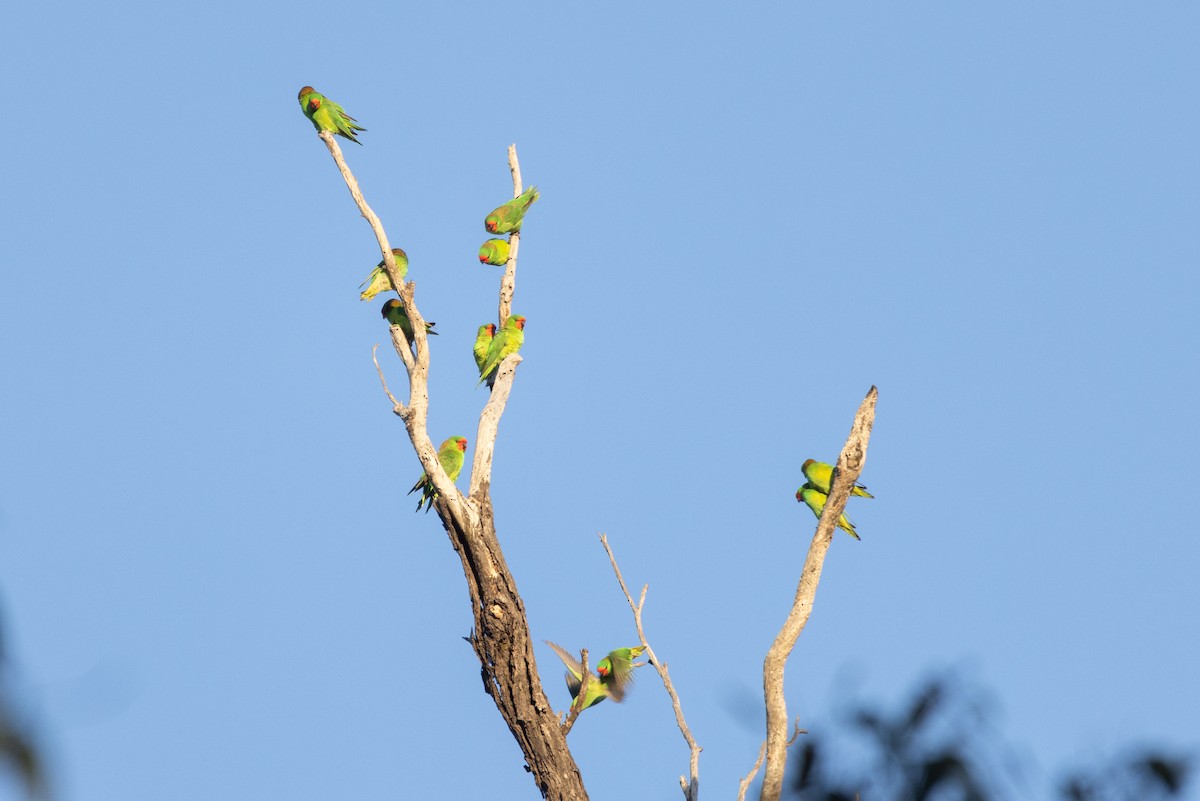 Little Lorikeet - ML597457941