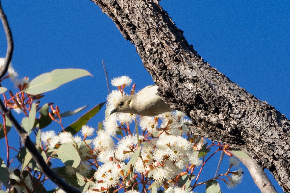 Fuscous Honeyeater - ML597457981