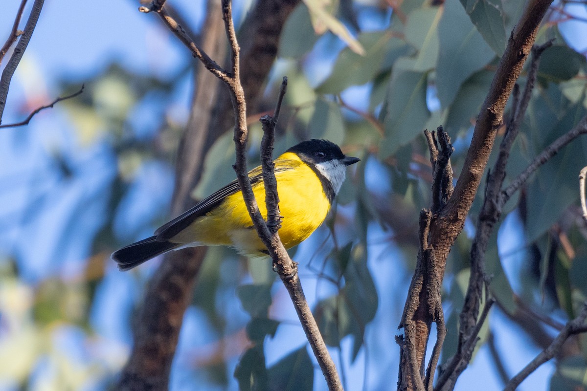 Golden Whistler (Eastern) - ML597458021