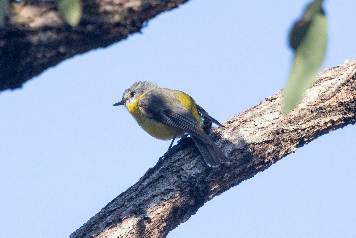 Eastern Yellow Robin - ML597458131