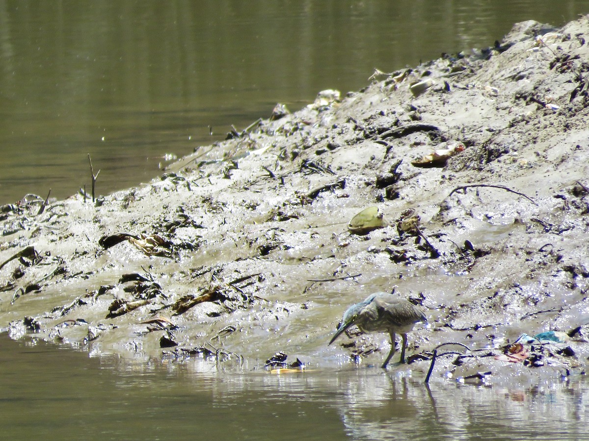 Striated Heron - ML597458651