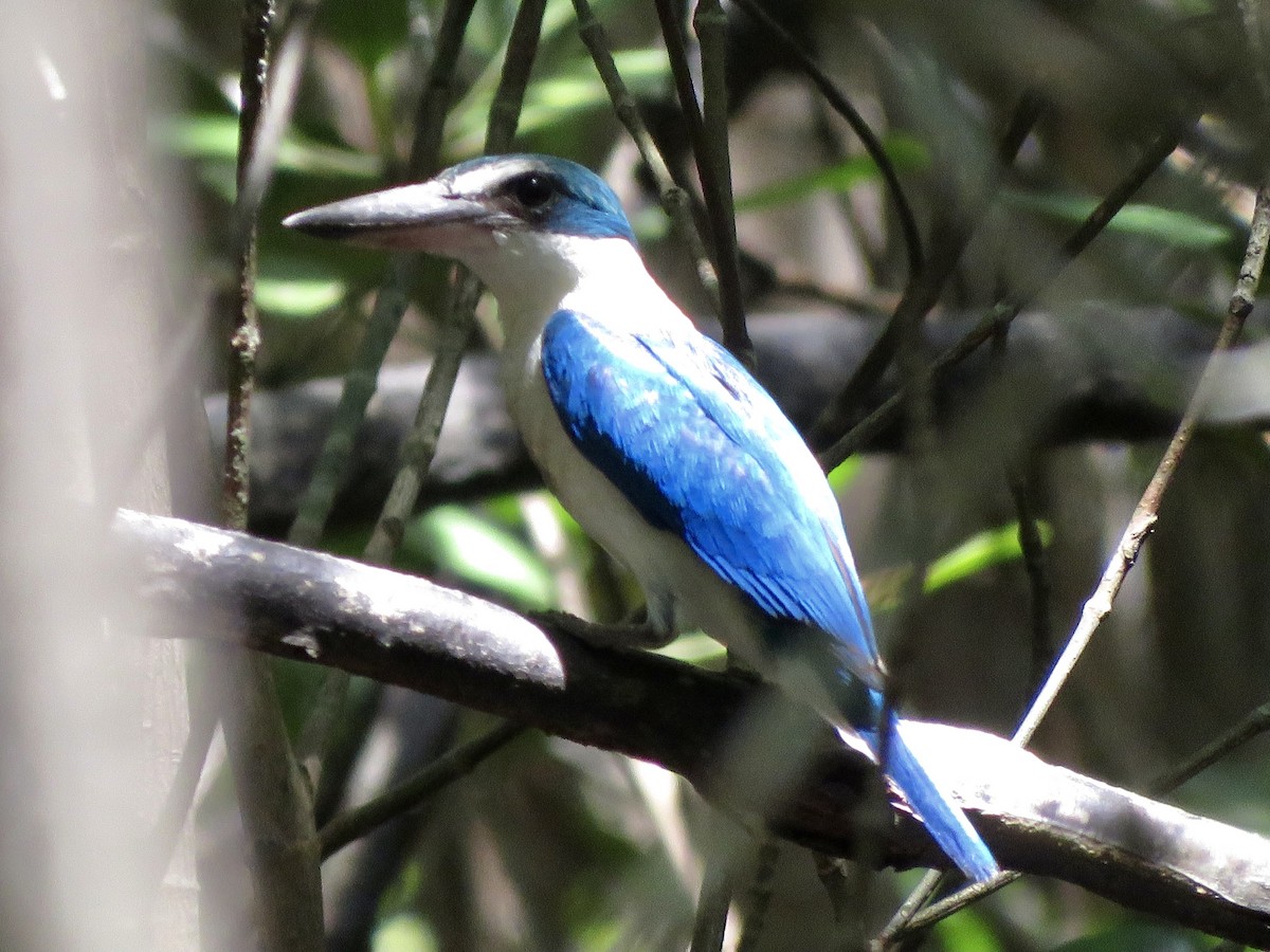 Collared Kingfisher - ML597458751