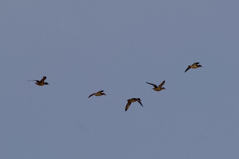 Common Pochard - Nader Fahd