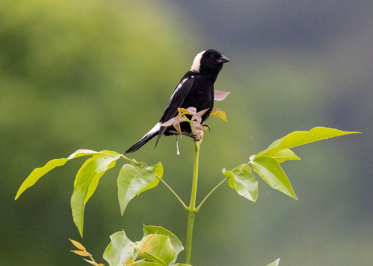 Bobolink - ML597459581