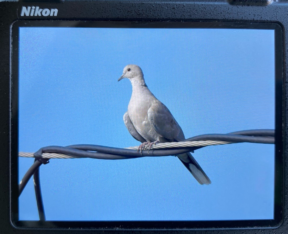 Eurasian Collared-Dove - ML597459821