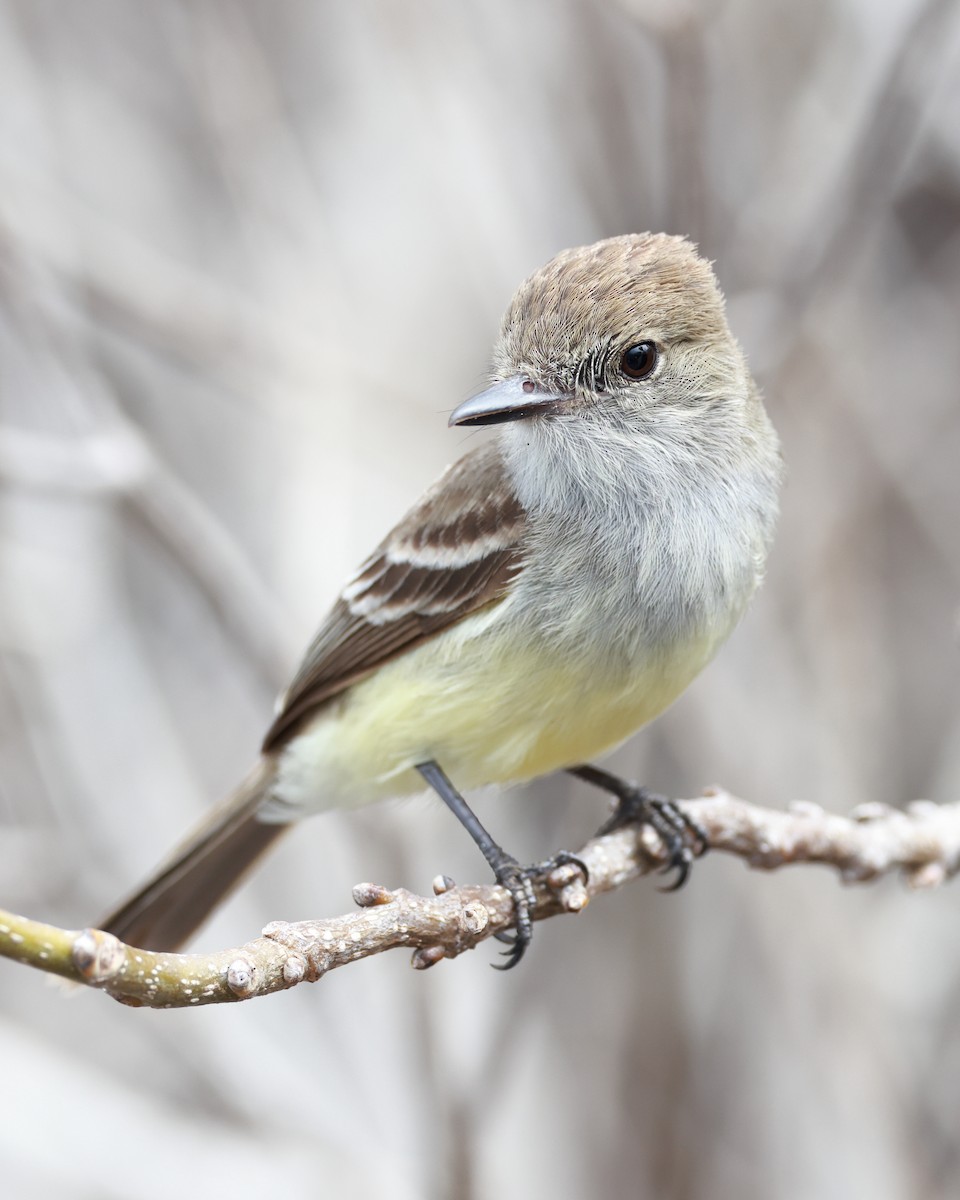 Galapagos Flycatcher - ML597459991