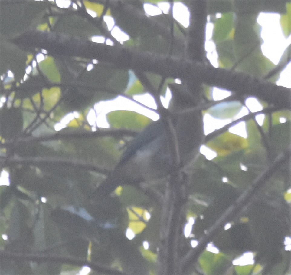 Gray-green Fruit-Dove - Ross Silcock