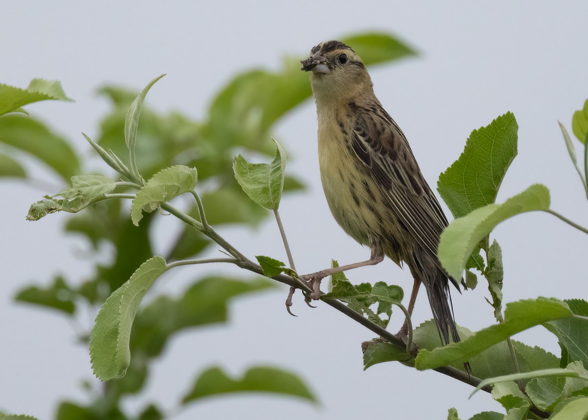 Bobolink - ML597460181