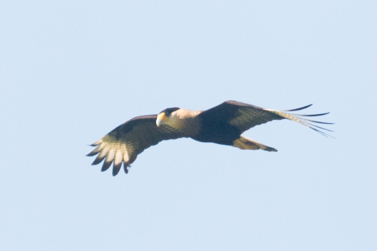 Crested Caracara - vincent bosson