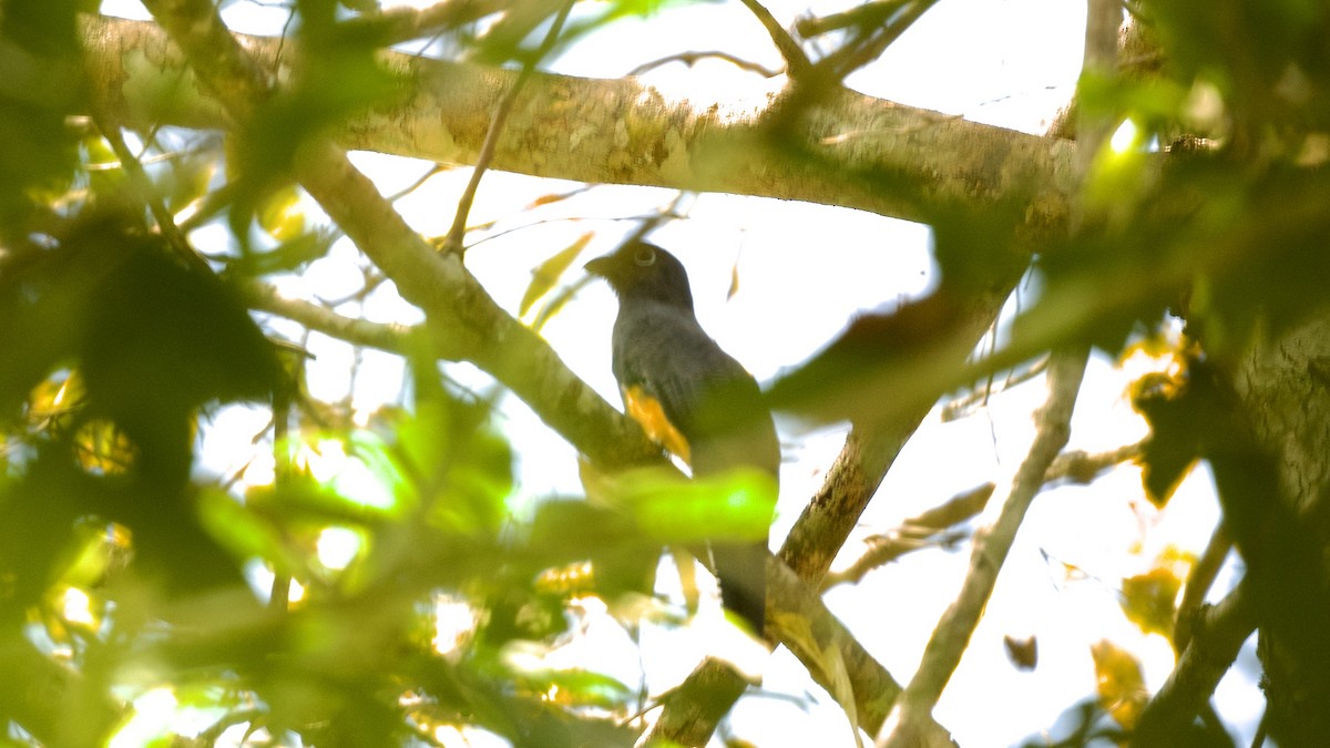 Green-backed Trogon - ML597461291