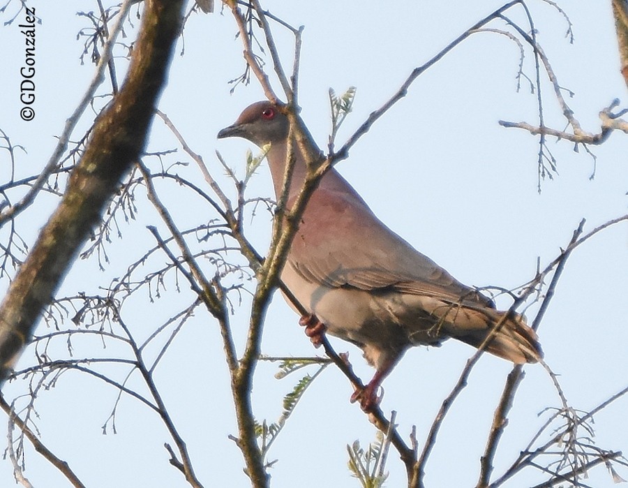 Pale-vented Pigeon - ML597461441