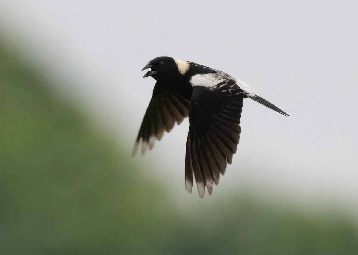Bobolink - ML597461601