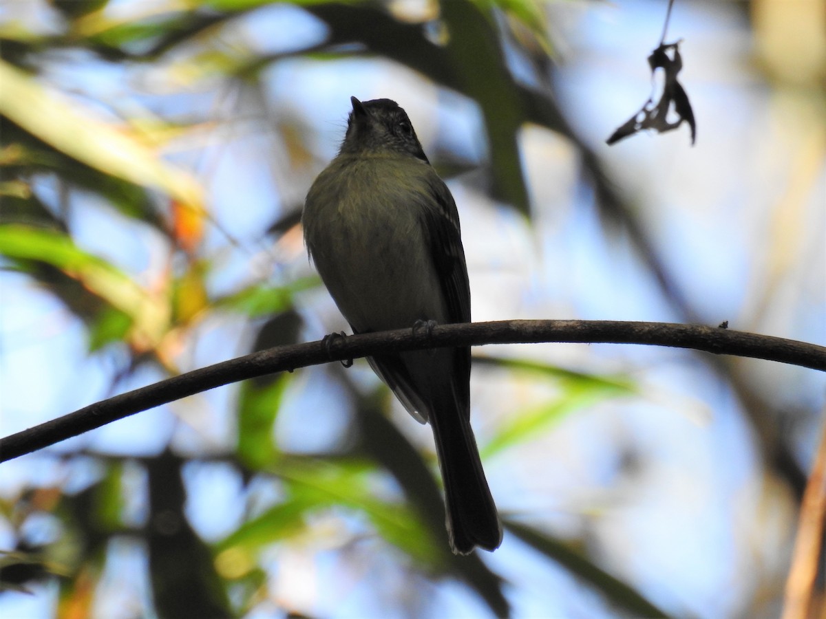 Sepia-capped Flycatcher - dario wendeler