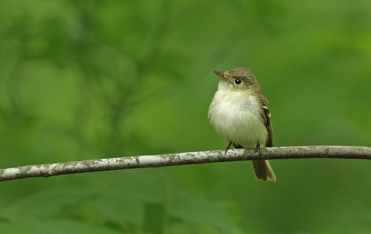 Acadian Flycatcher - ML59746301