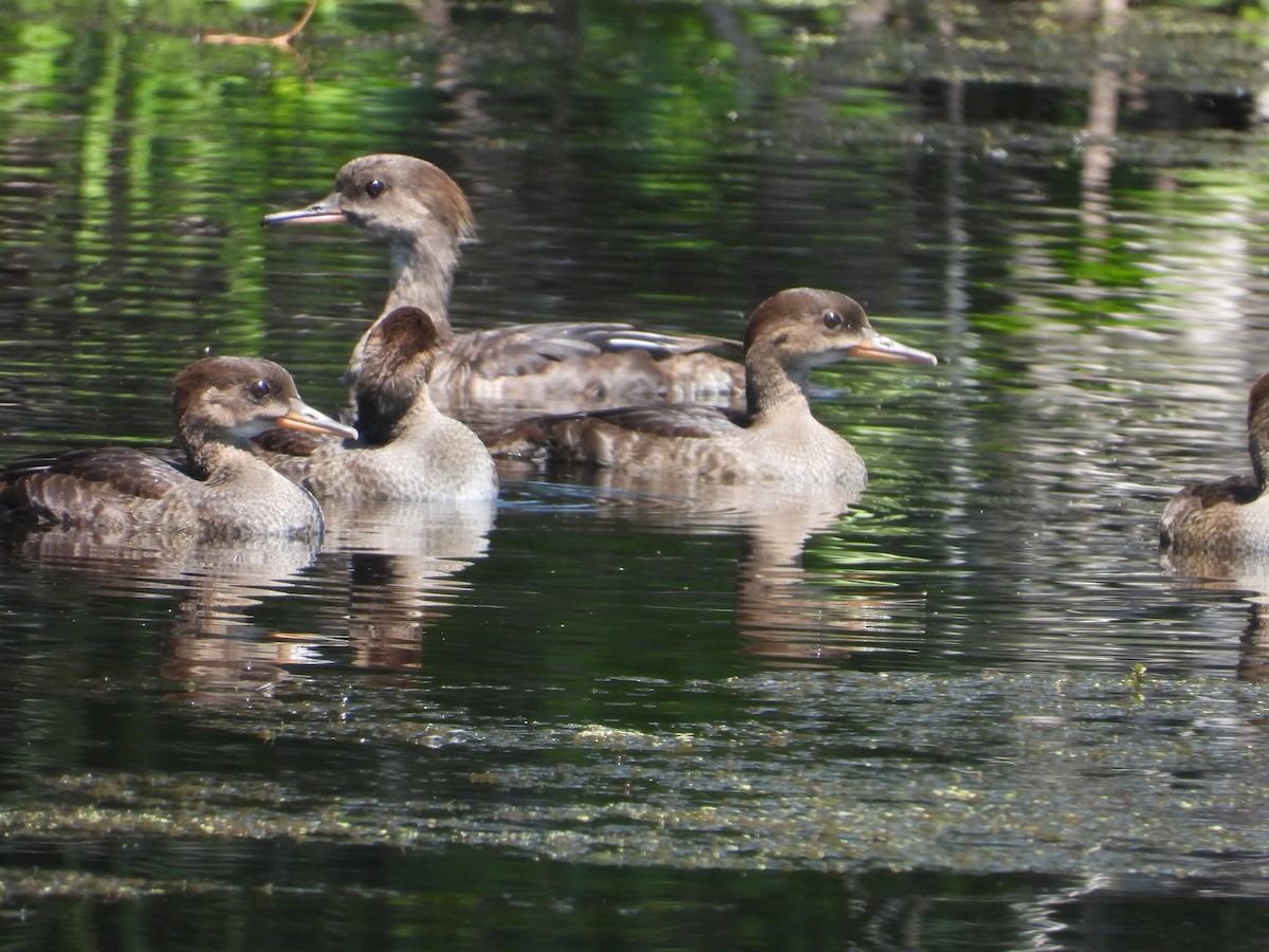 Hooded Merganser - ML597463291