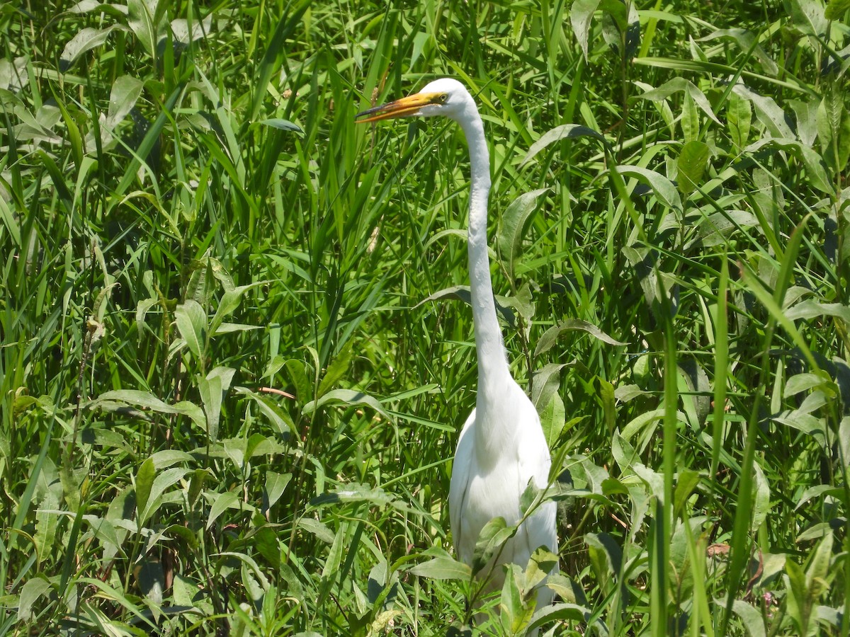 Great Egret - ML597463401