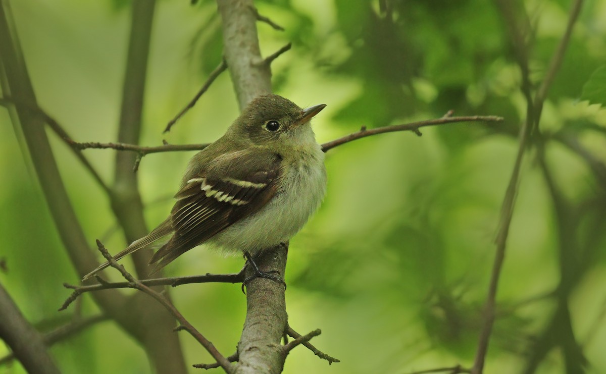 Acadian Flycatcher - ML59746351