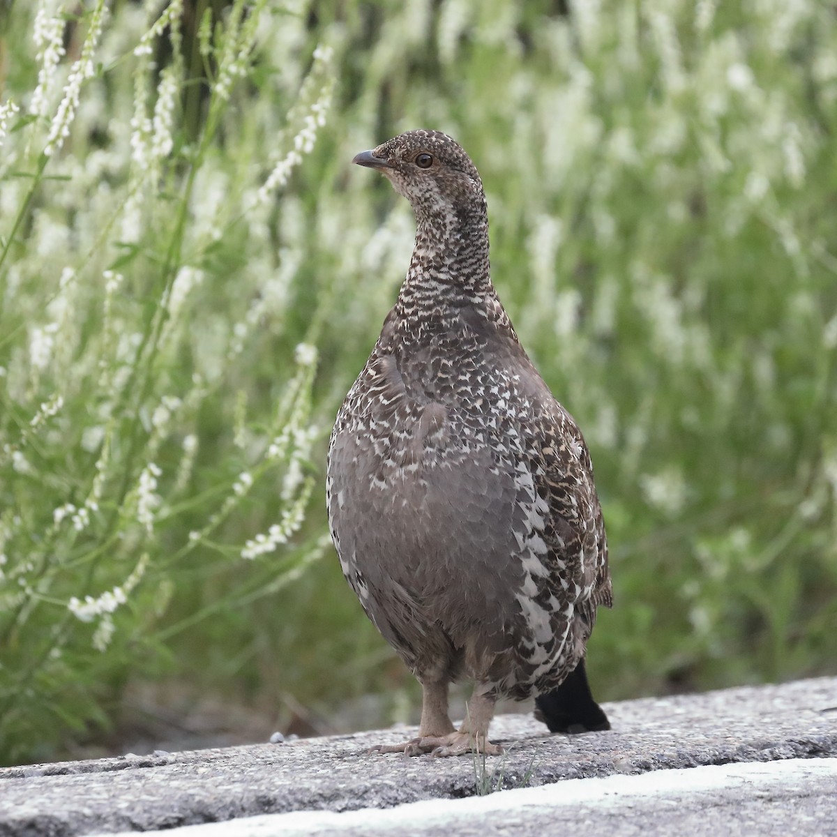 Dusky Grouse - ML597463821