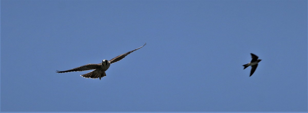 Peregrine Falcon - bill belford