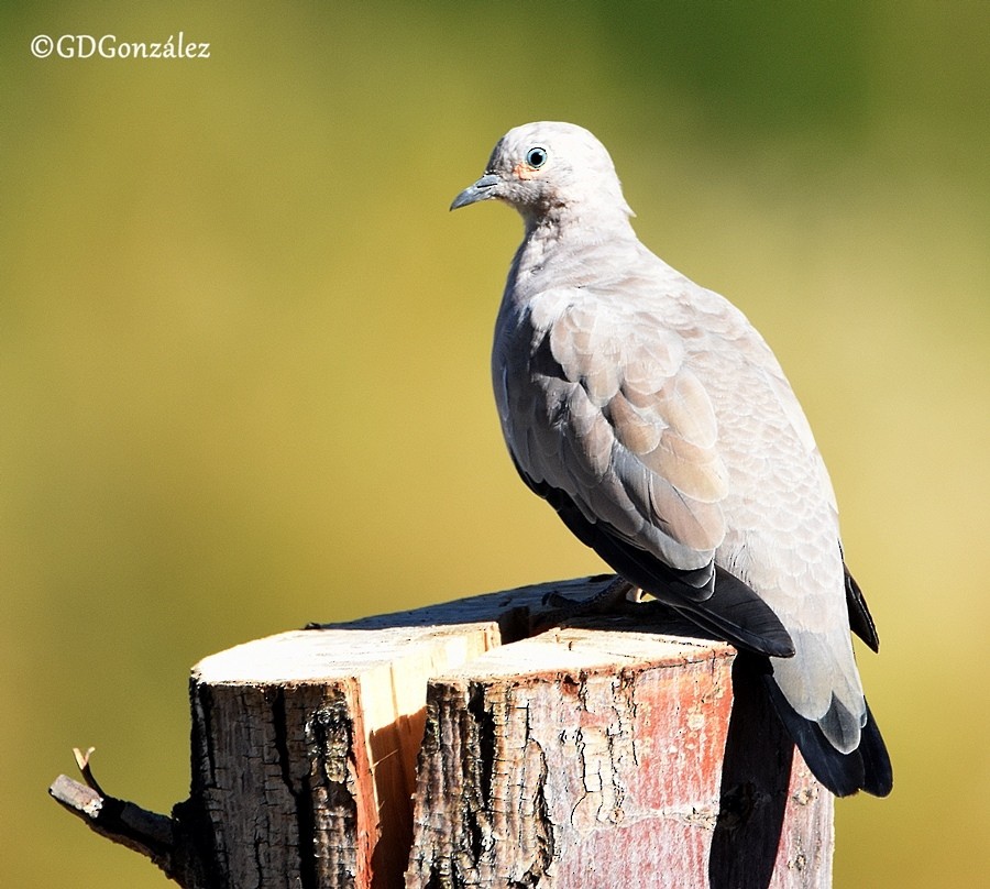 Black-winged Ground Dove - ML597464801