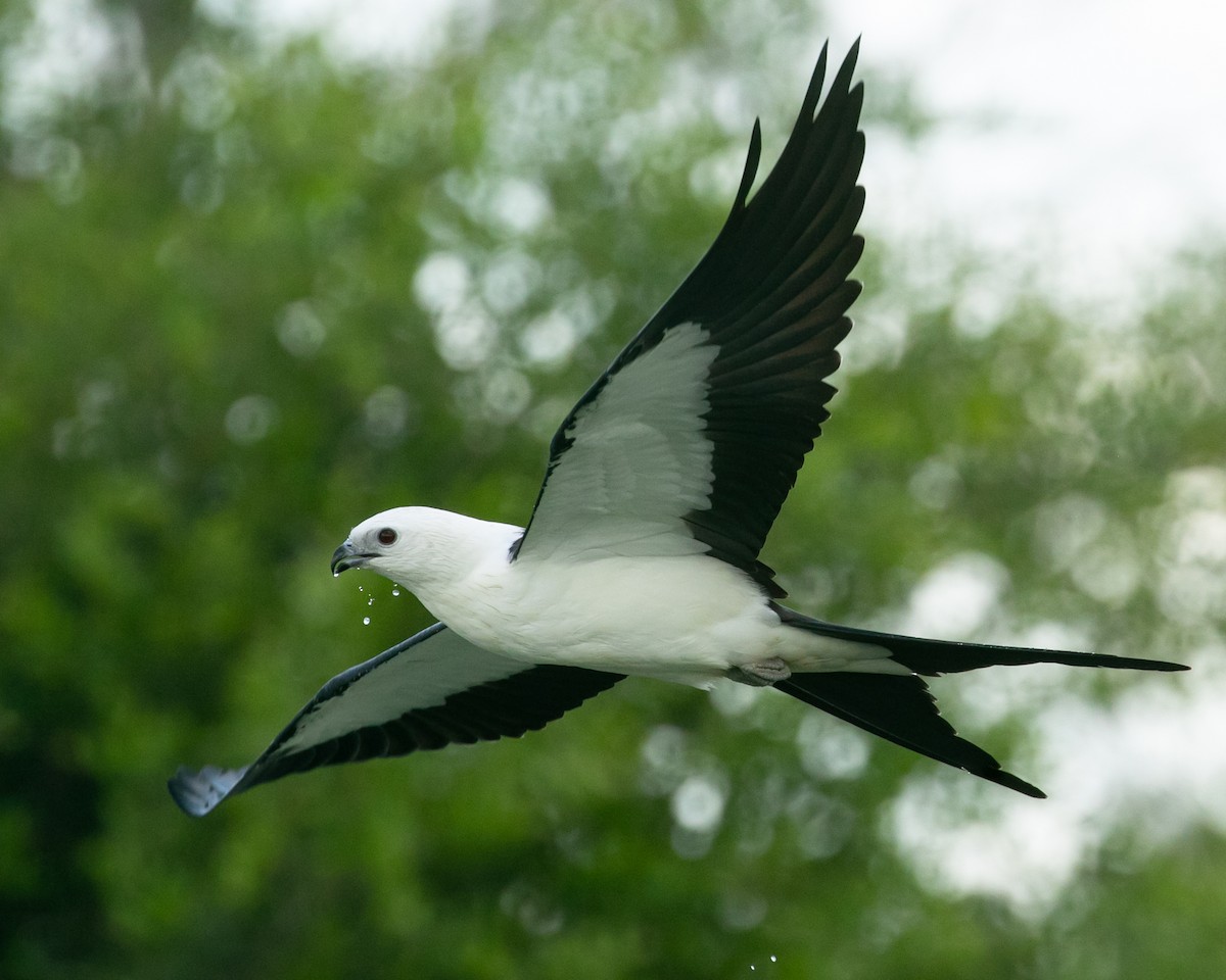 Swallow-tailed Kite - Mitch Walters