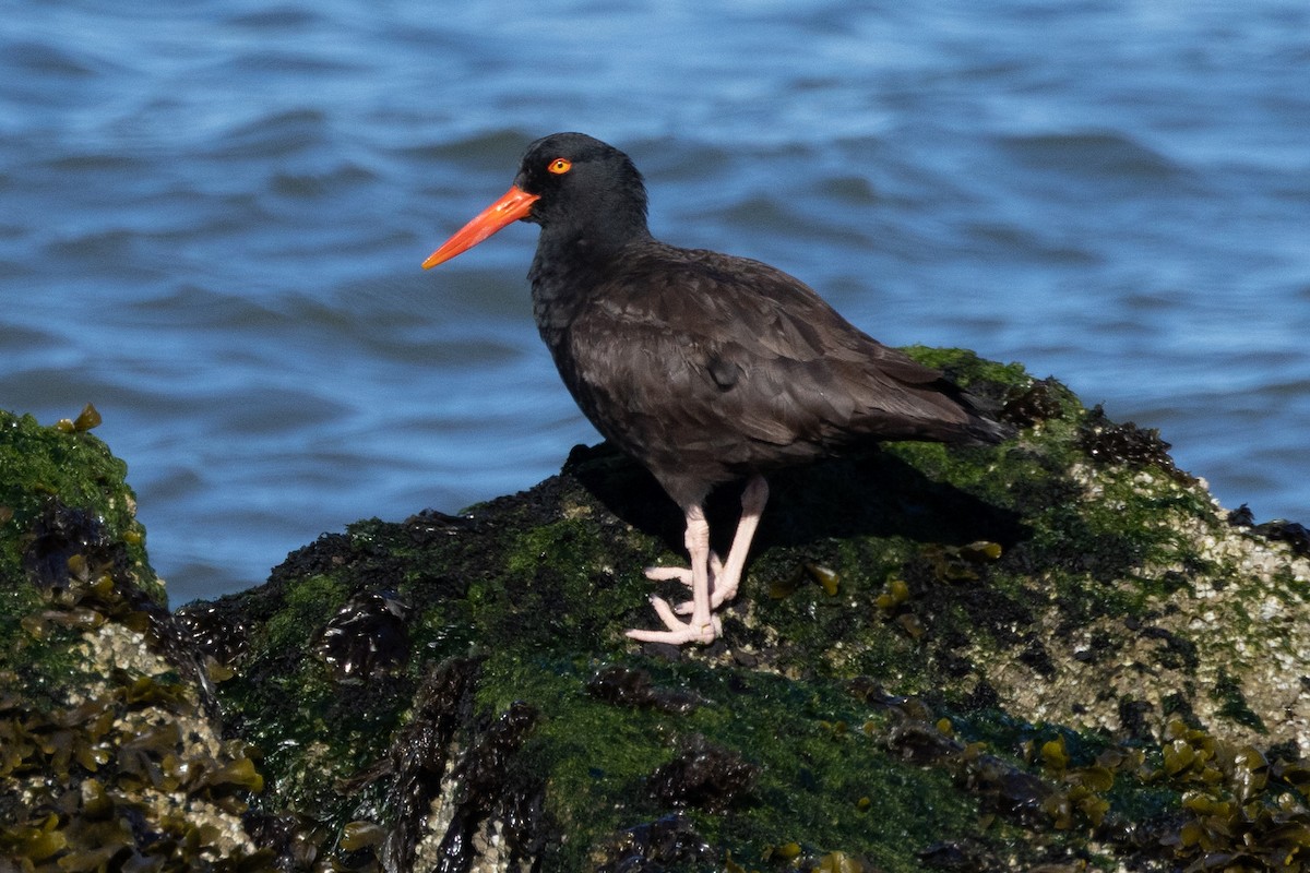 Black Oystercatcher - ML597465781