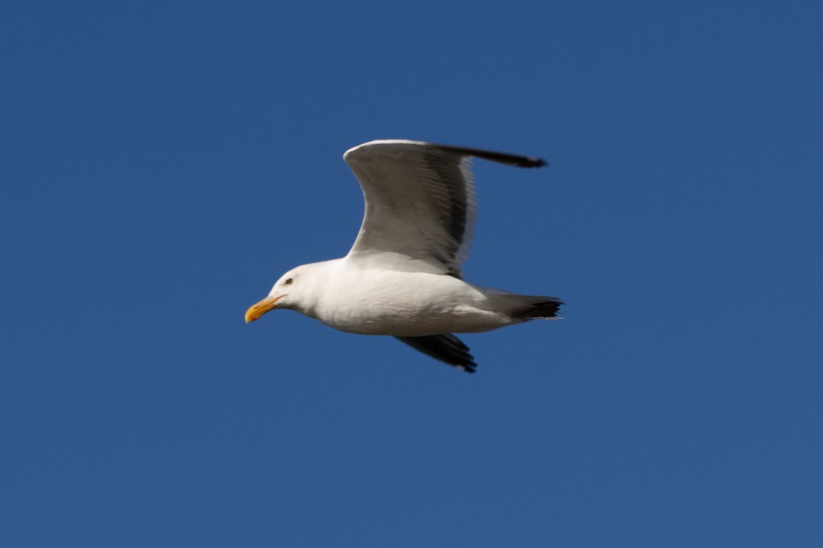 Gaviota Occidental - ML597465871