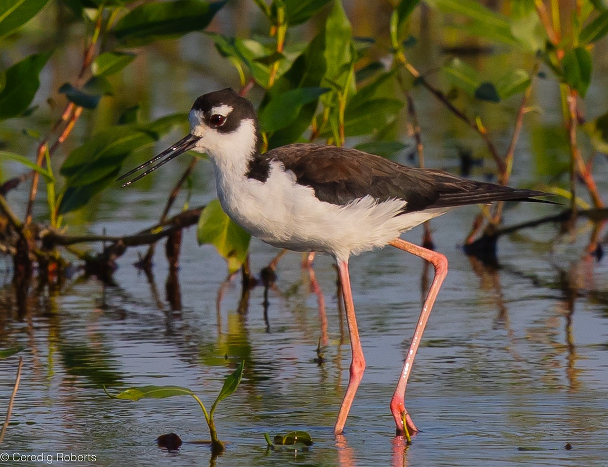 Black-necked Stilt - Ceredig  Roberts