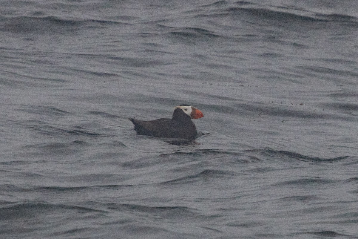 Tufted Puffin - ML597466381