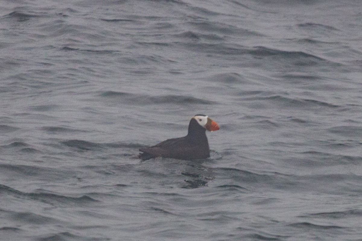 Tufted Puffin - ML597466391