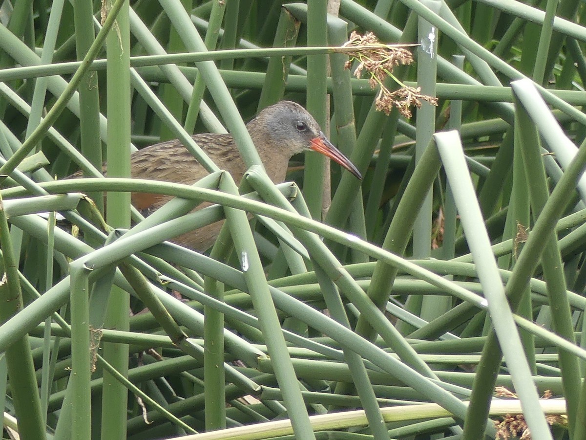 Virginia Rail (South American) - ML597468291