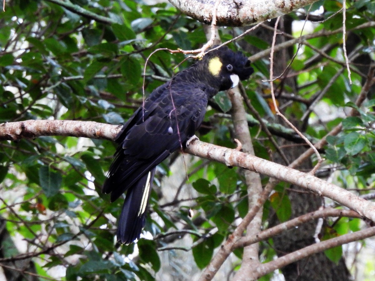 Yellow-tailed Black-Cockatoo - ML597468301