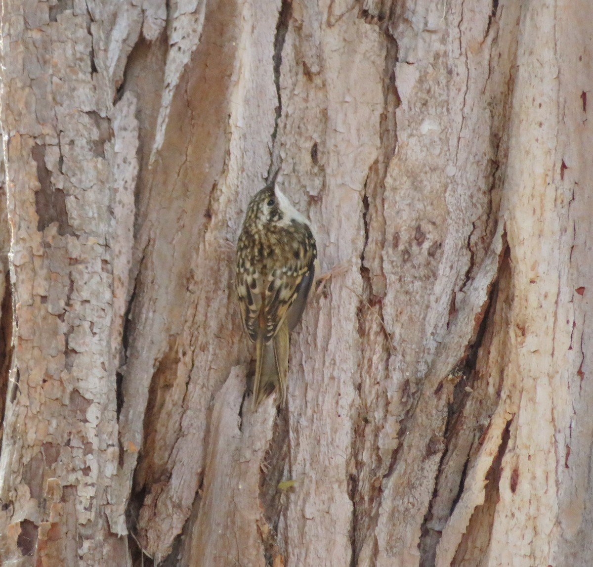 Brown Creeper - ML59746871