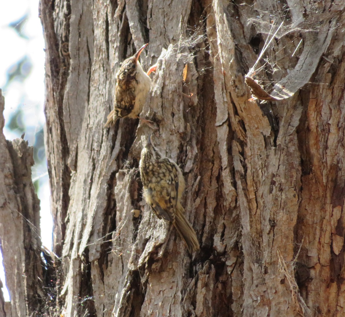 Brown Creeper - ML59746891