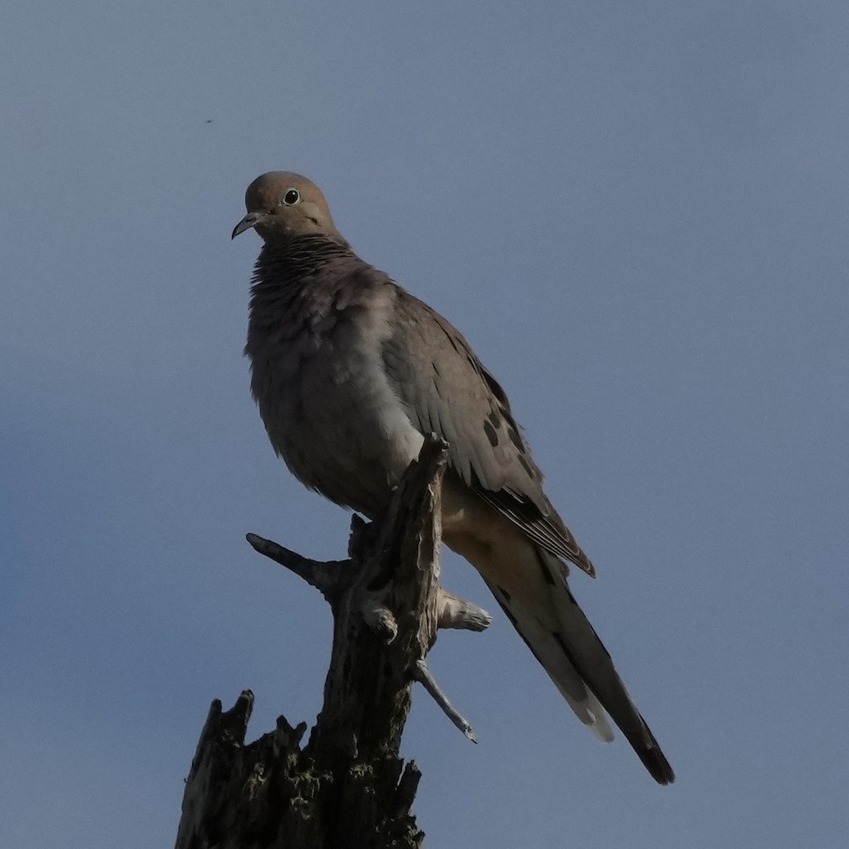 Mourning Dove - ML597469241