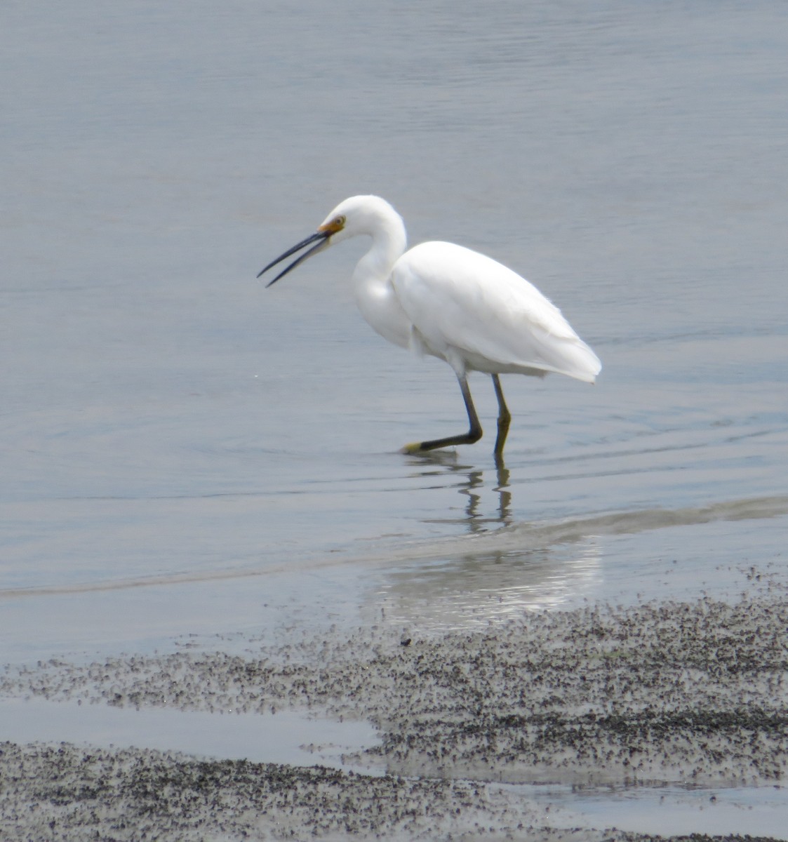 Snowy Egret - ML59746971