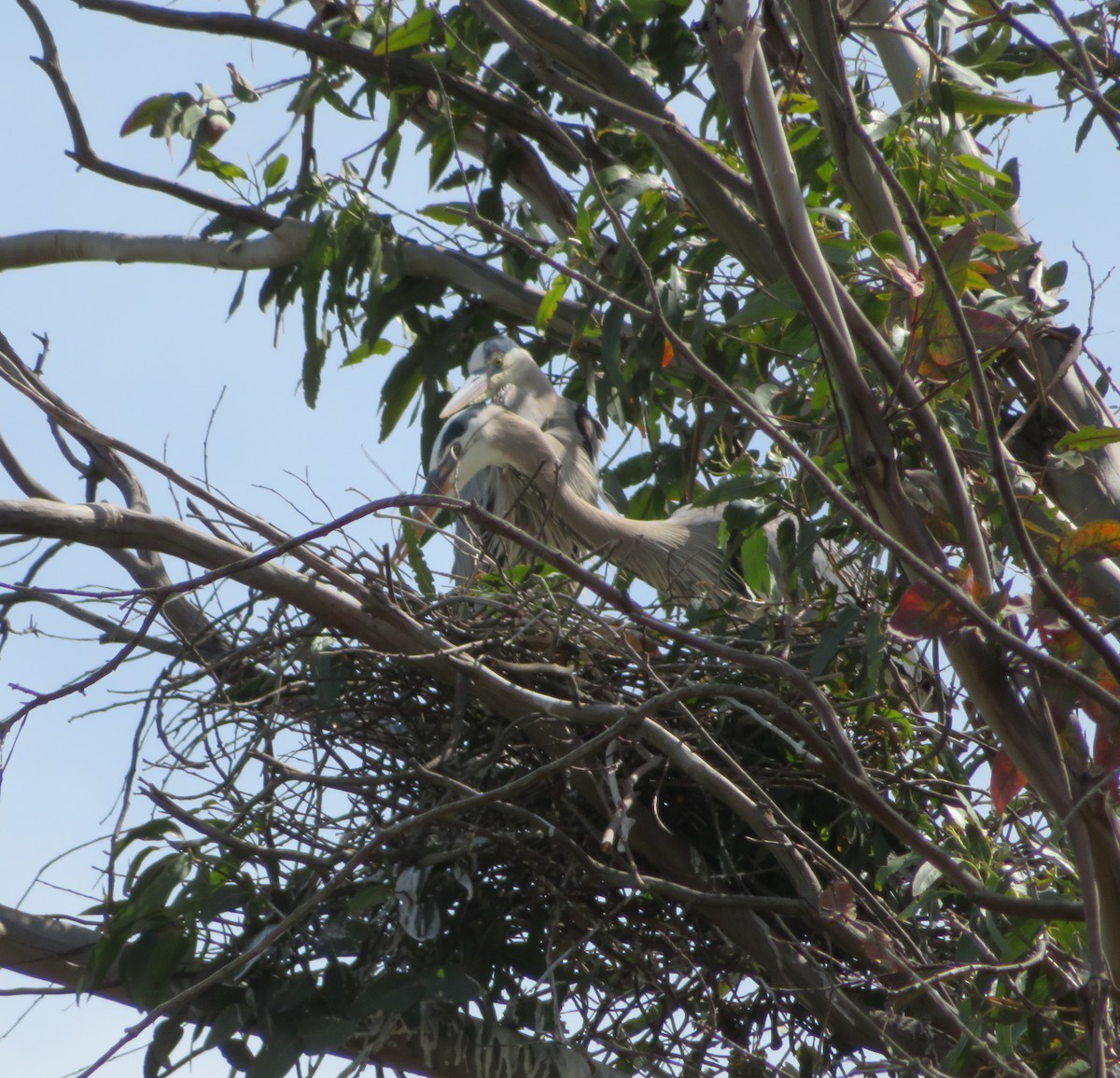 Great Blue Heron - ML59746991