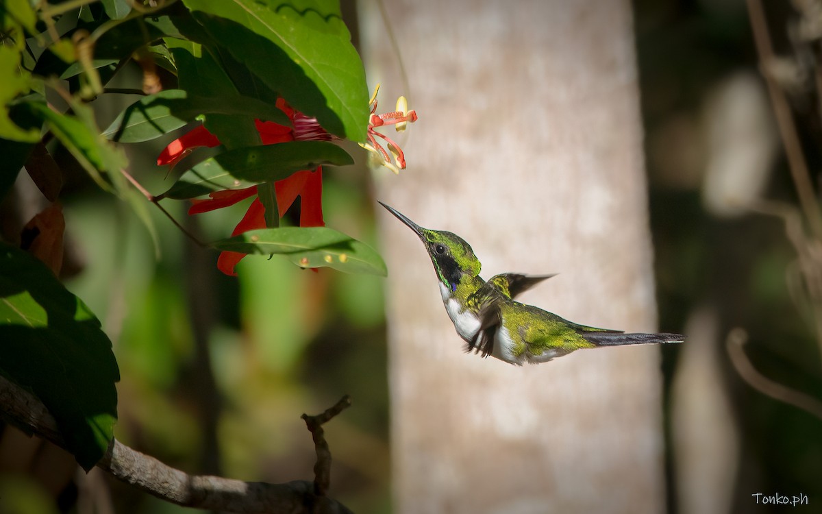 kolibřík černouchý - ML597470021