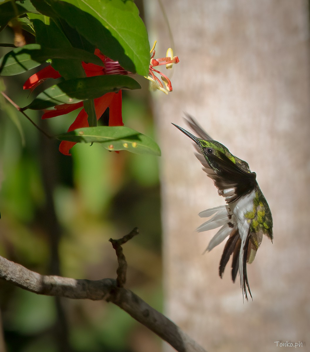 kolibřík černouchý - ML597470031