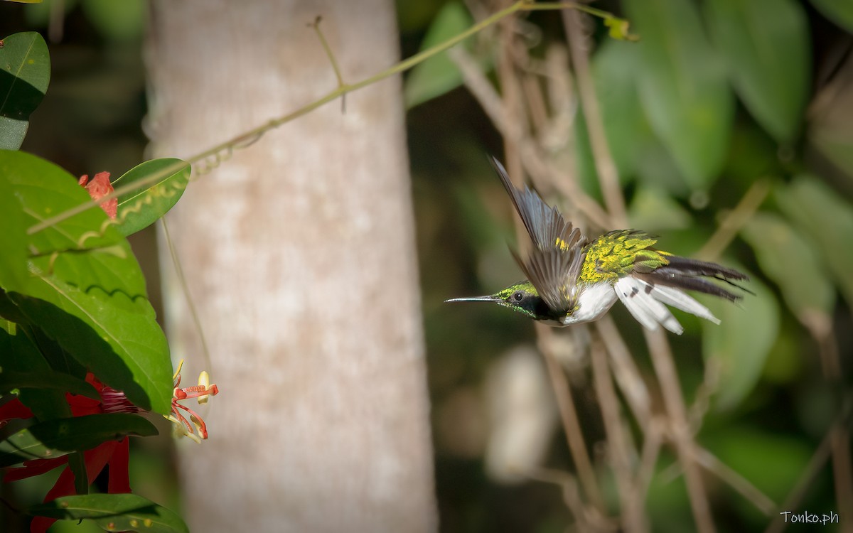 kolibřík černouchý - ML597470041