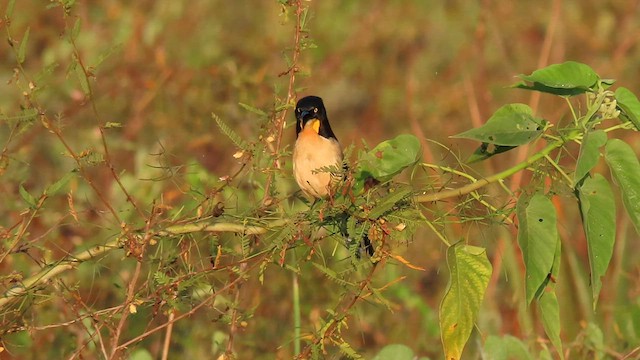 Black-capped Donacobius - ML597470751