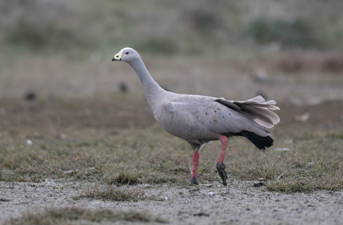 Cape Barren Goose - ML597470951