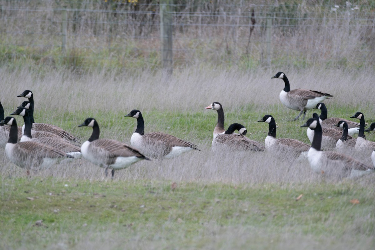 Graylag x Canada Goose (hybrid) - ML597470981