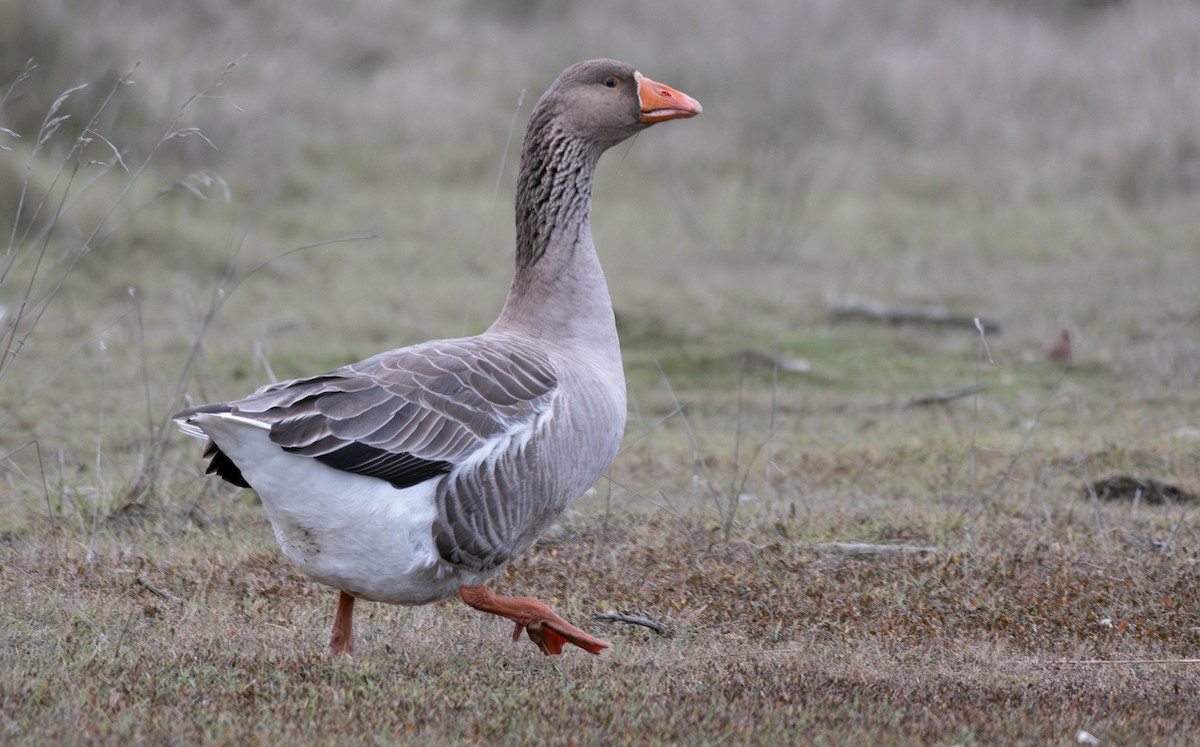 Graylag Goose (Domestic type) - ML597471031