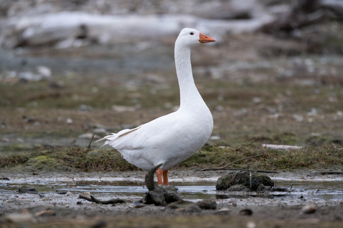 Graylag Goose (Domestic type) - ML597471041