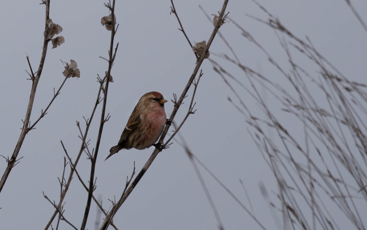 Lesser Redpoll - ML597471121