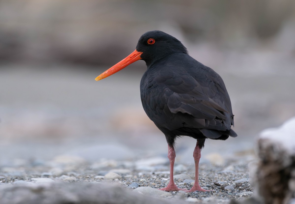 Variable Oystercatcher - ML597471181