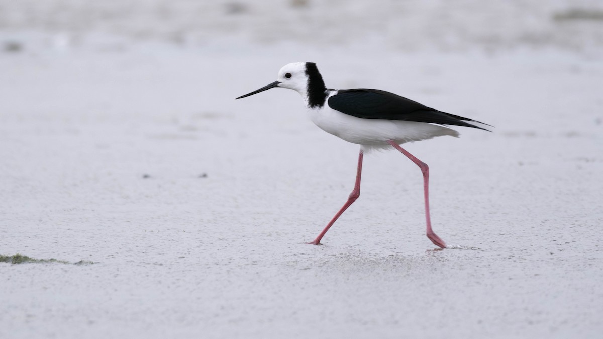 Pied Stilt - ML597471231