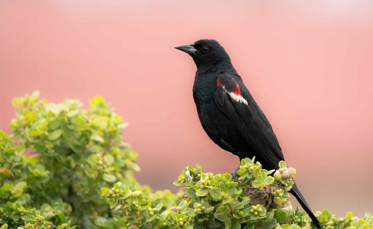 Tricolored Blackbird - ML597471731