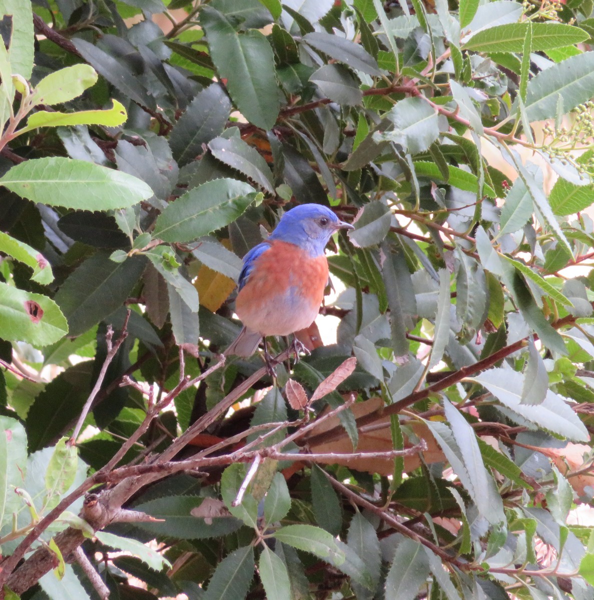 Western Bluebird - ML59747181